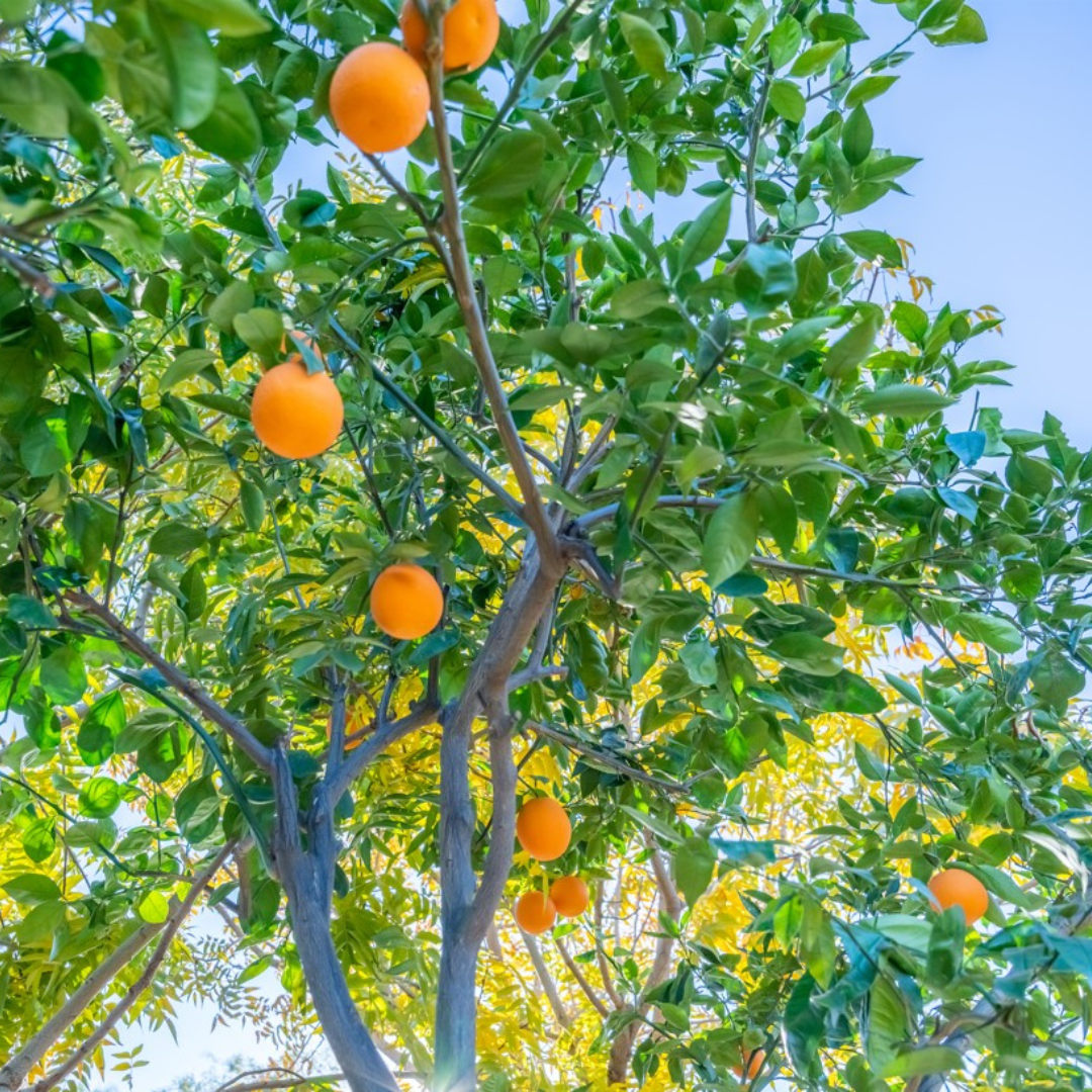Sweet Orange Tree | Citrus and Fruit | Moon Valley Nurseries